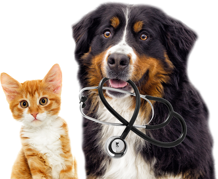 Kisállat-biztosítás